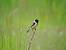 Tarier p�tre (Saxicola torquatus) � Alain Lehalle