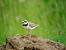 Petit Gravelot (Charadrius dubius) � Alain Lehalle