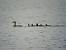 Canard colvert (Anas platyrhynchos) � Alain Lehalle