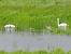 Cygne tubercul� (Cygnus olor) � Alain Lehalle