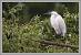 Aigrette garzette (Egretta garzetta) � Pierre Chevrier