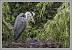 H�ron cendr� (Ardea cinerea) � Pierre Chevrier
