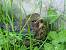 Merle noir (Turdus merula) � auteur&nbsp;non&nbsp;diffus&eacute;