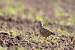 Perdrix grise (Perdix perdix) � J�r�me Scherer
