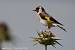 Chardonneret �l�gant (Carduelis carduelis) � Jean-Pierre Trouillas&nbsp;(COGard)