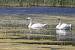 Cygne tubercul� (Cygnus olor) � Jean-Pierre Trouillas&nbsp;(COGard)