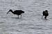 Ibis falcinelle (Plegadis falcinellus) � Jean-Pierre Trouillas&nbsp;(COGard)