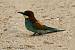 Gu�pier d'Europe (Merops apiaster) � Jean-Pierre Trouillas&nbsp;(COGard)