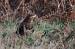 Buse variable (Buteo buteo) � Roland Pellion
