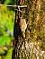 Grimpereau des jardins (Certhia brachydactyla) � Roland Pellion