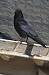 Corneille noire (Corvus corone corone) � Roland Pellion