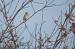 Grive musicienne (Turdus philomelos) � Philippe Caillon