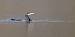 Grand cormoran (Phalacrocorax carbo) � Gerard Laillier