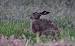 Li�vre brun (Lepus europaeus) � Roland Pellion