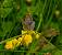 Azur� commun/Polyommatus icarus (Polyommatus icarus) � Jerome Lacampagne