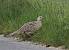 Faisan de Colchide (Phasianus colchicus) � Christophe Feliciaggi