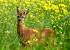 Chevreuil europ�en (Capreolus capreolus) � Christophe Feliciaggi