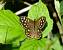 Tircis/Pararge aegeria  (Pararge aegeria ) � Blandine Maujean