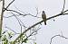 Rossignol philom�le (Luscinia megarhynchos) � Roland Pellion