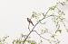 Pipit des arbres (Anthus trivialis) � Roland Pellion