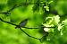 Pouillot siffleur (Phylloscopus sibilatrix) � Roland Pellion