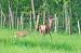Cerf �laphe (Cervus elaphus) � Roland Pellion