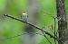 Pouillot siffleur (Phylloscopus sibilatrix) � Roland Pellion
