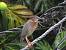 H�ron vert (Butorides virescens) � Julien Mailles