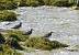 Tournepierre � collier (Arenaria interpres) � Julien Mailles