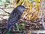 Bihoreau gris (Nycticorax nycticorax) � Vincent Lemoine
