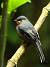 Solitaire siffleur (Myadestes genibarbis) � Samuel Audinot Justine Chlecq
