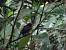 Oriole de Martinique (Icterus bonana) � Samuel Audinot Justine Chlecq