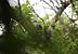 Coucou gris (Cuculus canorus) � Mickael Malhere