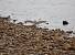 Petit Gravelot (Charadrius dubius) � Mickael Malhere