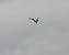 Sterne naine (Sterna albifrons) � Mickael Malhere