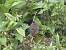 Mulot sylvestre (Apodemus sylvaticus) � Christophe Barge