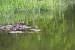 Chevalier guignette (Actitis hypoleucos) � R�gis Gra�ff