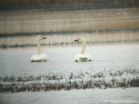 Cygne de Bewick - � Vincent Lemoine