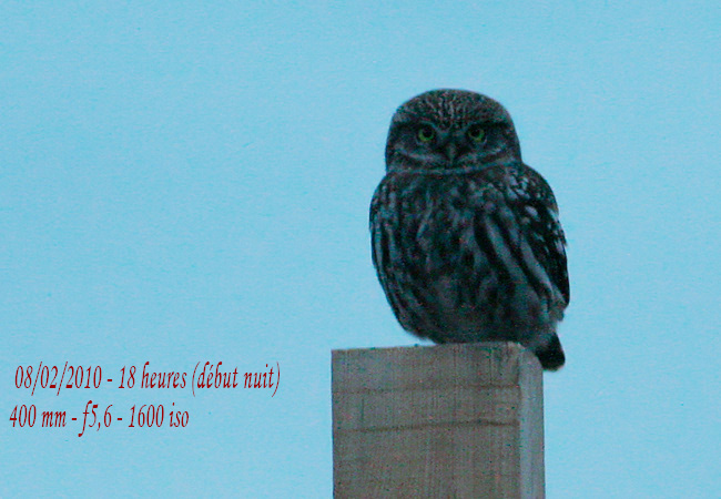 Chev�che d'Ath�na - � Robert Monleau