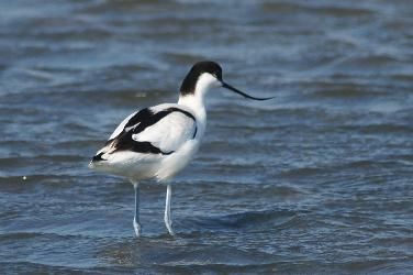 Avocette �l�gante - � Agn�s et Philippe Mansart