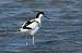 Avocette �l�gante (Recurvirostra avosetta) � Philippe Mansart