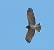 Circa�te Jean-le-Blanc (Circaetus gallicus) � St�phane Beillard