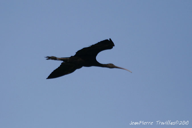 Ibis falcinelle - � Jean-Pierre Trouillas