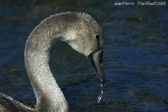 Cygne tubercul� - � Jean-Pierre Trouillas
