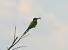 Gu�pier d'Europe (Merops apiaster) � Maurice Annie Gasperini