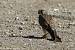 Faucon cr�cerelle (Falco tinnunculus) � Jean-Pierre Trouillas