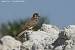 Faucon cr�cerelle - � Jean-Pierre Trouillas