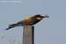 Gu�pier d'Europe (Merops apiaster) � Jean-Pierre Trouillas
