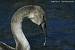 Cygne tubercul� (Cygnus olor) � Jean-Pierre Trouillas