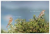 Pie-gri�che � t�te rousse � Vincent Lemoine
